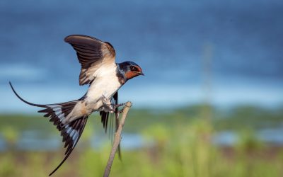 Buying Bird Nest Ready To Drink Beverages Online Malaysia